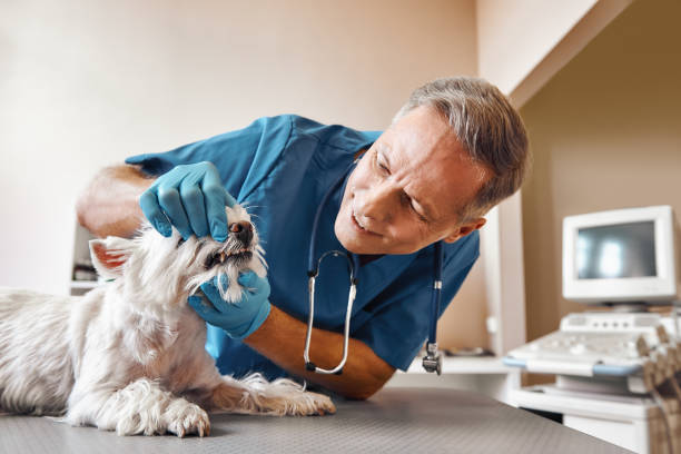 Best Same-Day Emergency Dental Services in Erie, CO